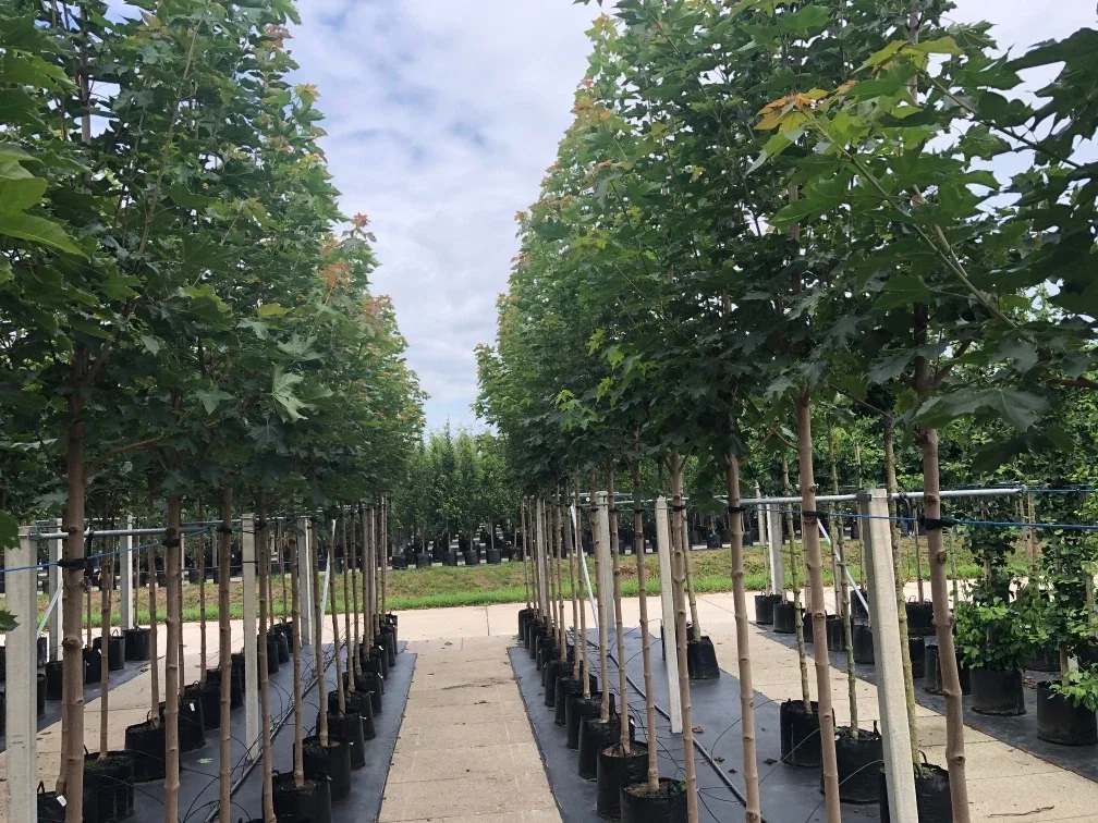 Acer Platanoides Columnare (Smalle Noorse Esdoorn)-1