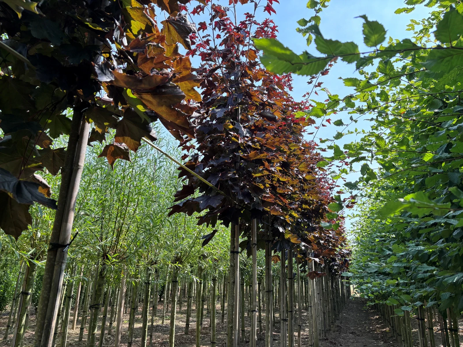 Acer Platanoides Royal Red (Rotblättrige Ahorn)-5