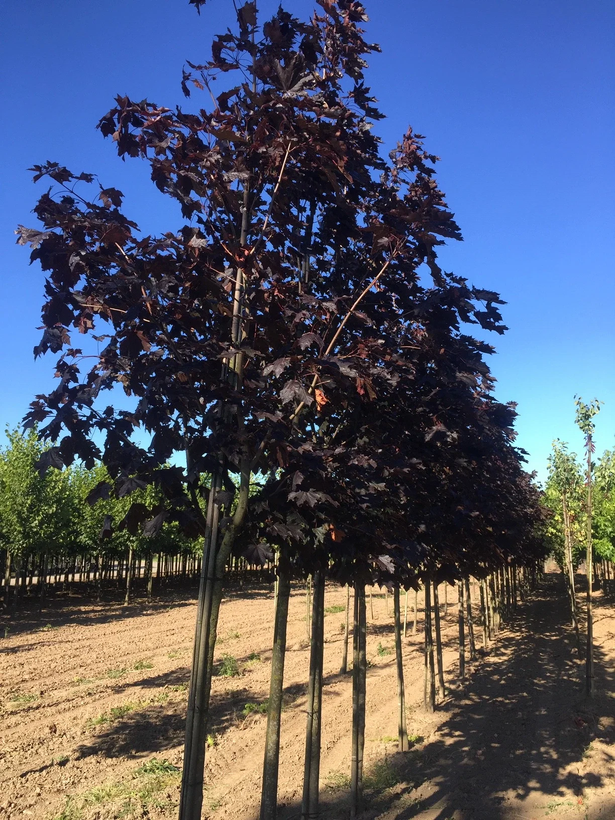 Acer Platanoides Royal Red (Rotblättrige Ahorn)-6