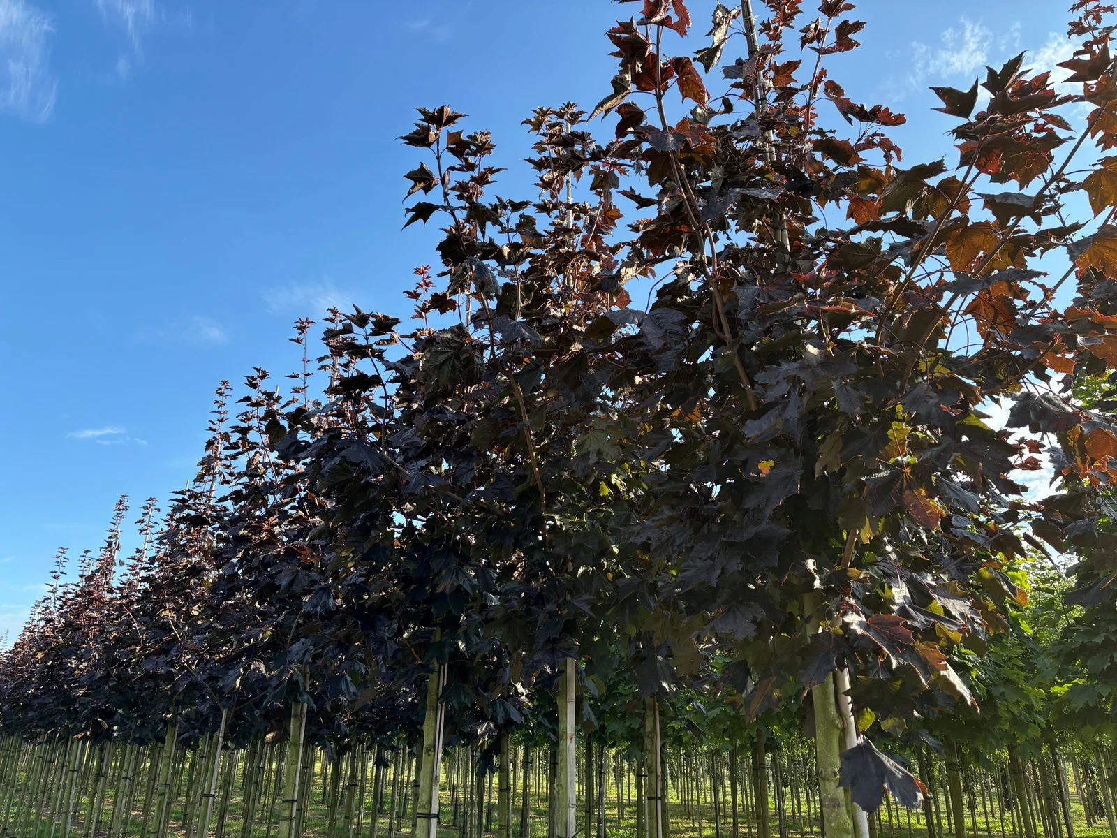 Acer Platanoides Faassen’s Black (Esdoorn)-3