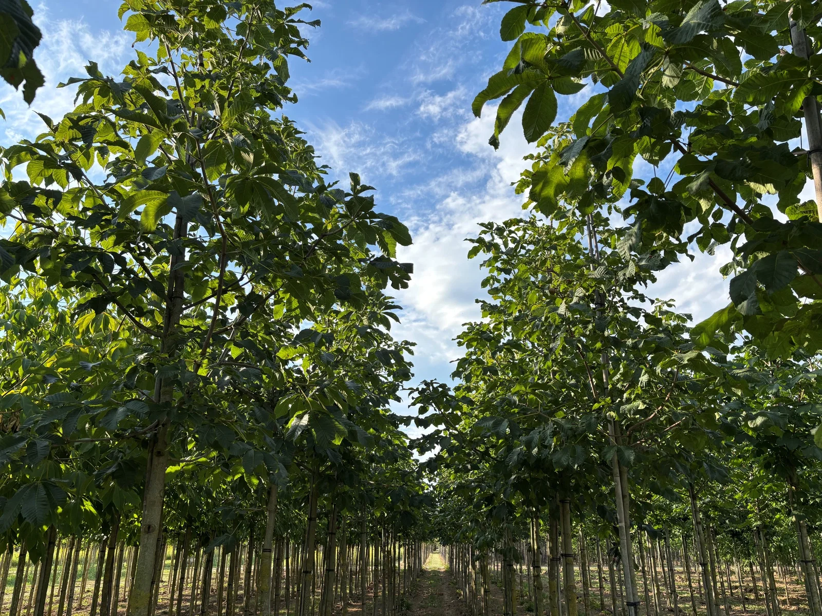 Aesculus Carnea Briotii (Rotblühende Rosskastanie)-4
