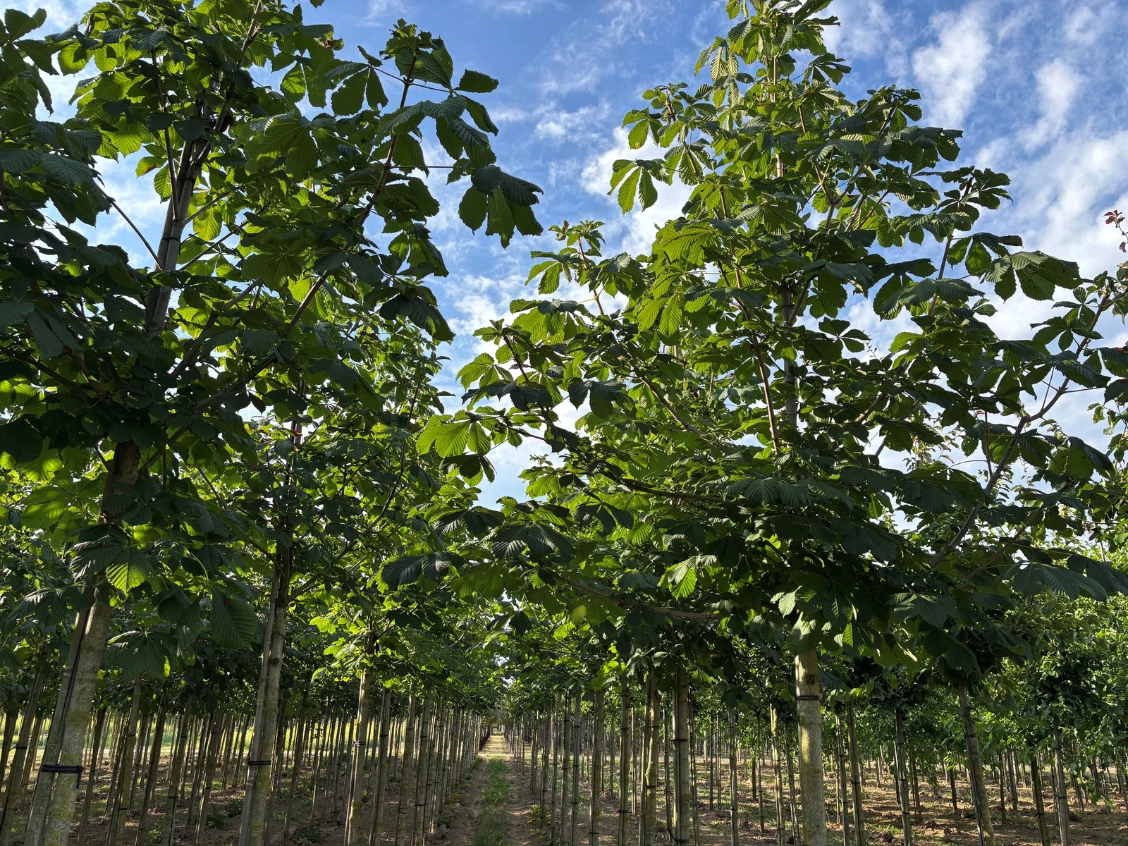 Aesculus Carnea Briotii (Rotblühende Rosskastanie)-5