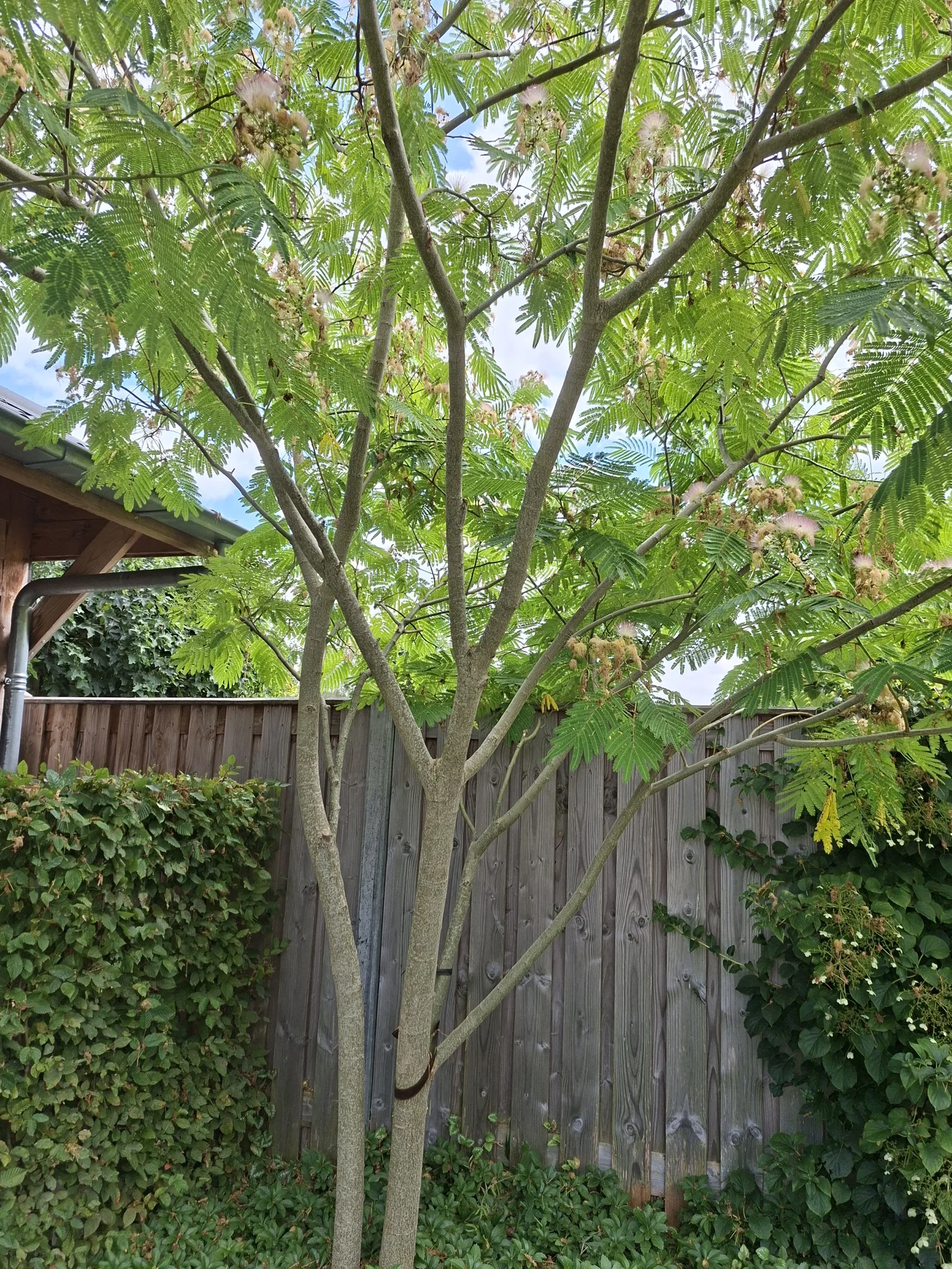 Albizia Julibrissin Mehrstämmig (Seidenbaum)-3
