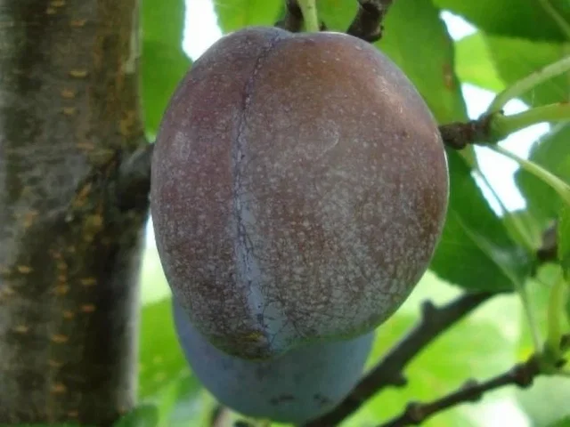 Prunus d. Bleue de Belgique (Pruim) Prunus d. Bleue de Belgique (Pruim)