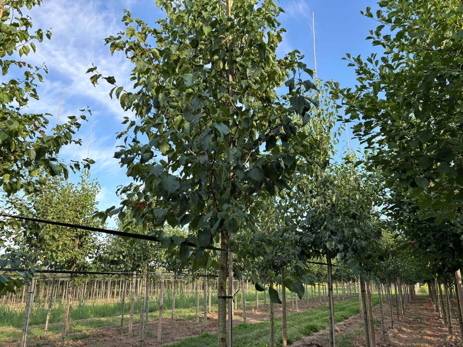 Alnus Cordata (Herzblättrige Erle)-1
