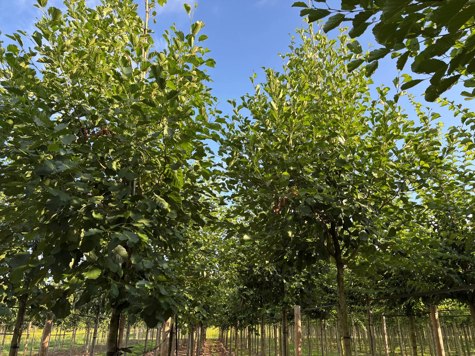 Alnus Glutinosa (Schwarzerle)-2