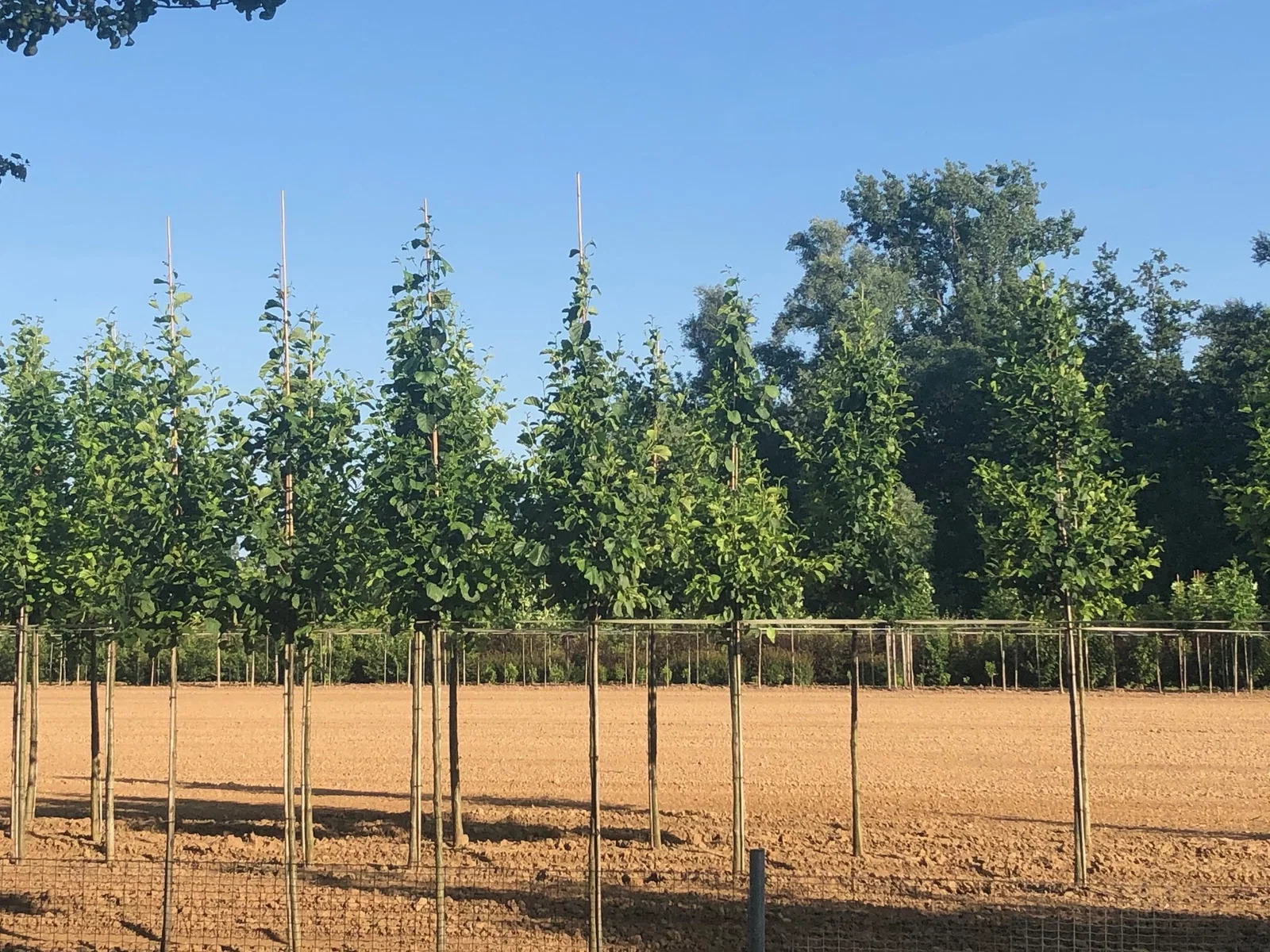 Alnus Glutinosa (Schwarzerle)-5