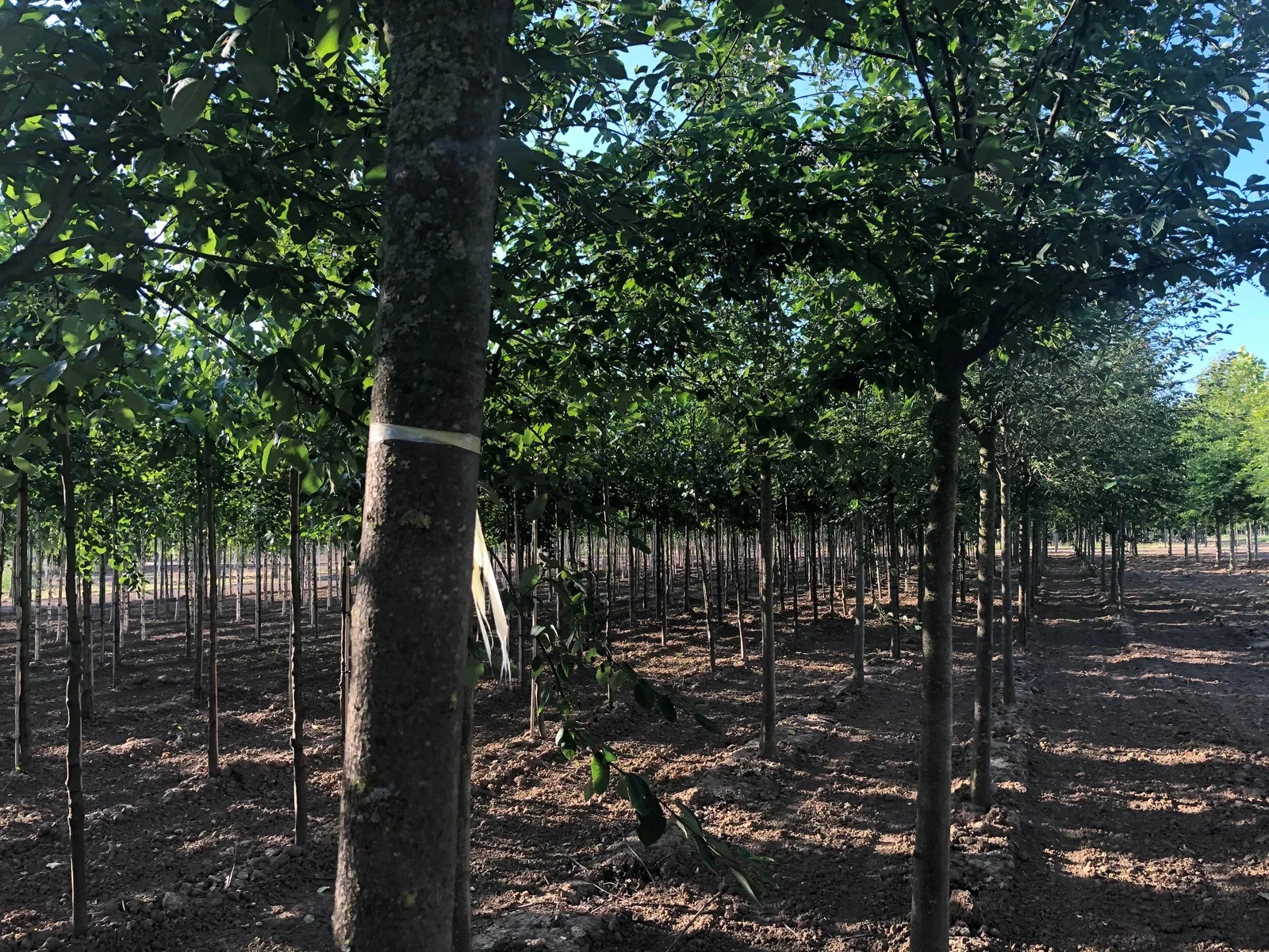 Alnus Glutinosa (Schwarzerle)-4