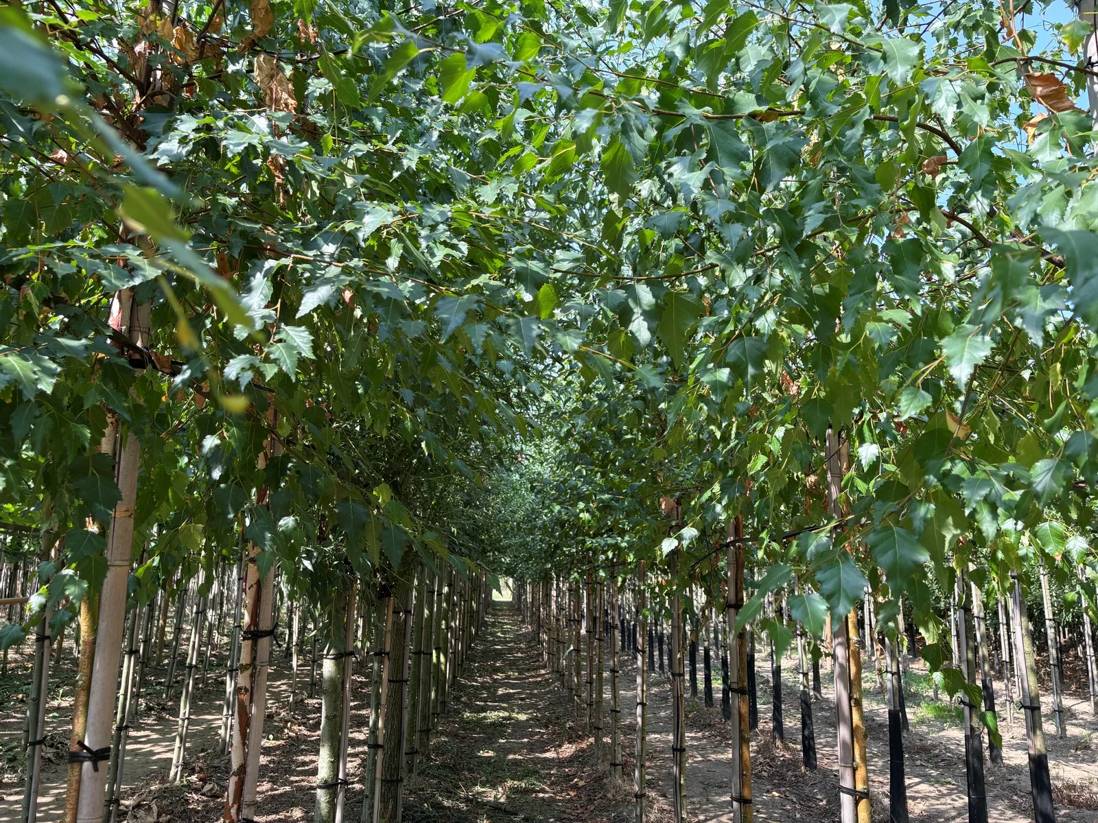Betula Pendula (Sandbirke)-4
