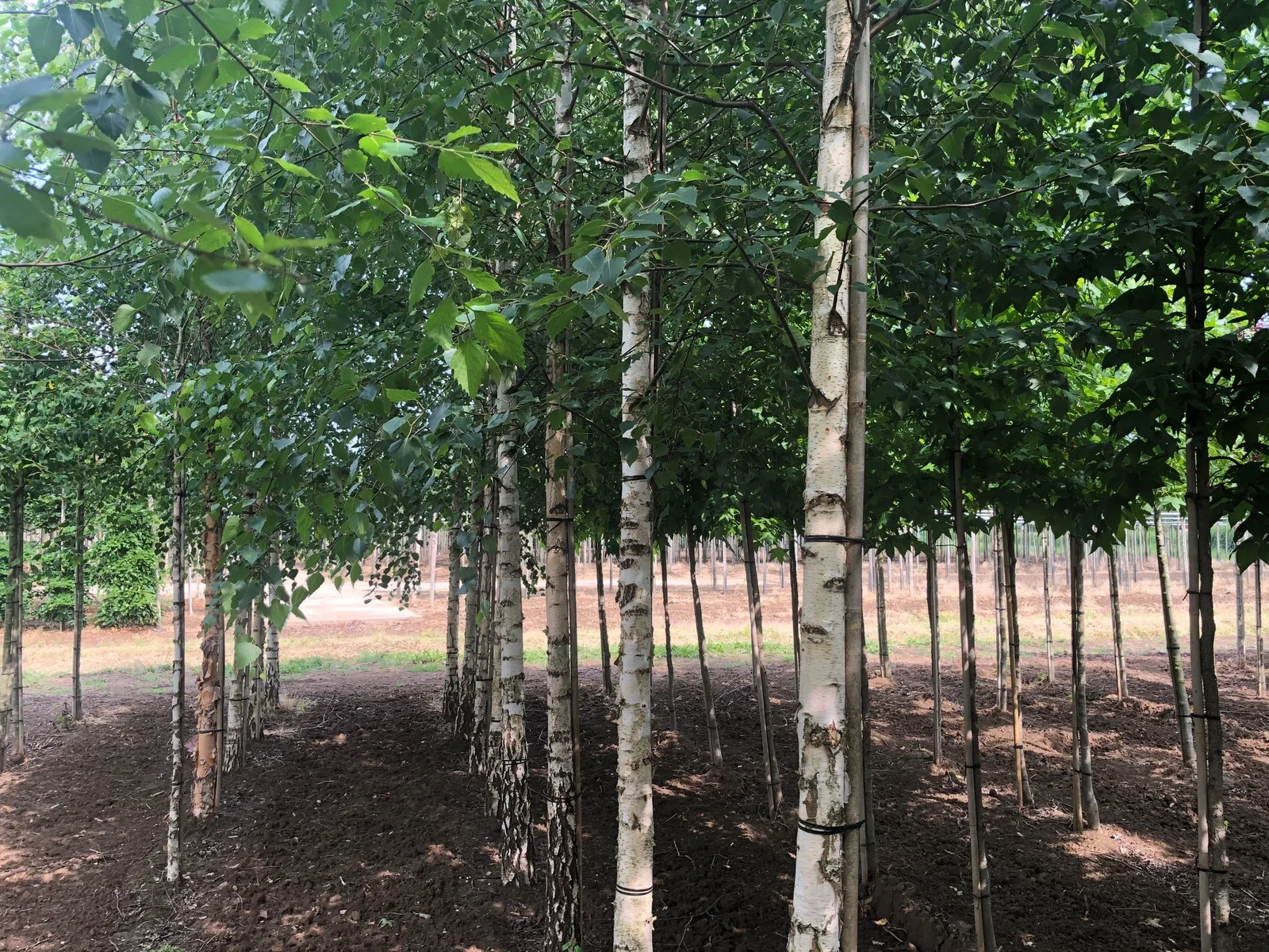 Betula Pendula (Sandbirke)-2