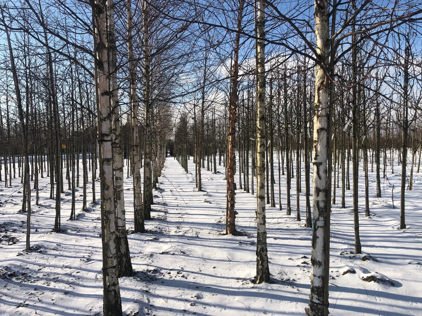 Betula Pendula (Sandbirke)-5