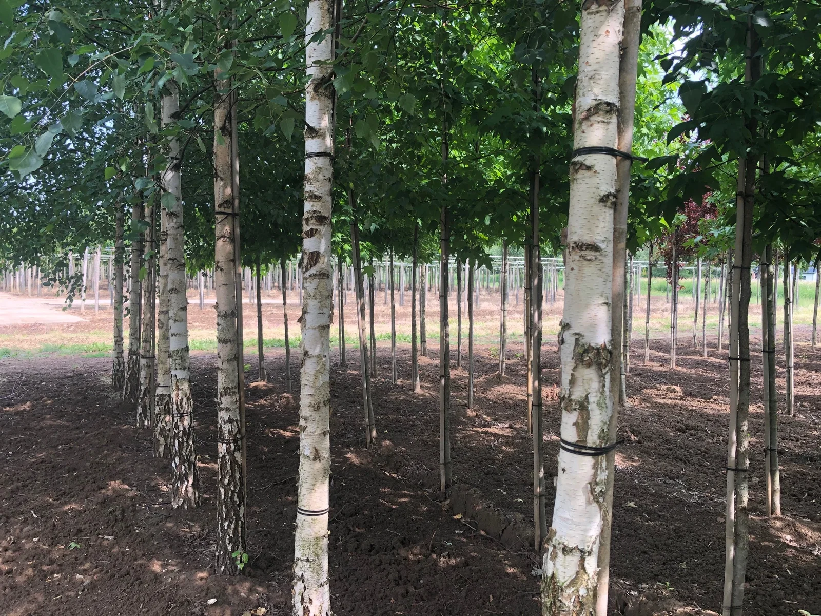 Betula Pendula (Sandbirke)-3