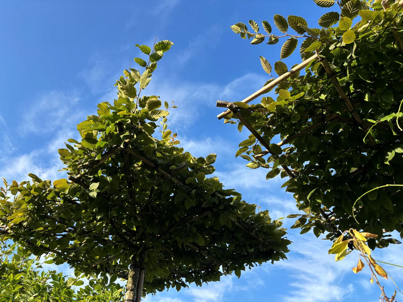 Carpinus Betulus Dakvorm (Gewone Haagbeuk)-2