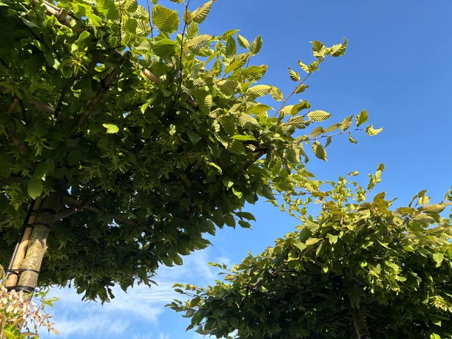 Carpinus Betulus Dachform (Hainbuche)