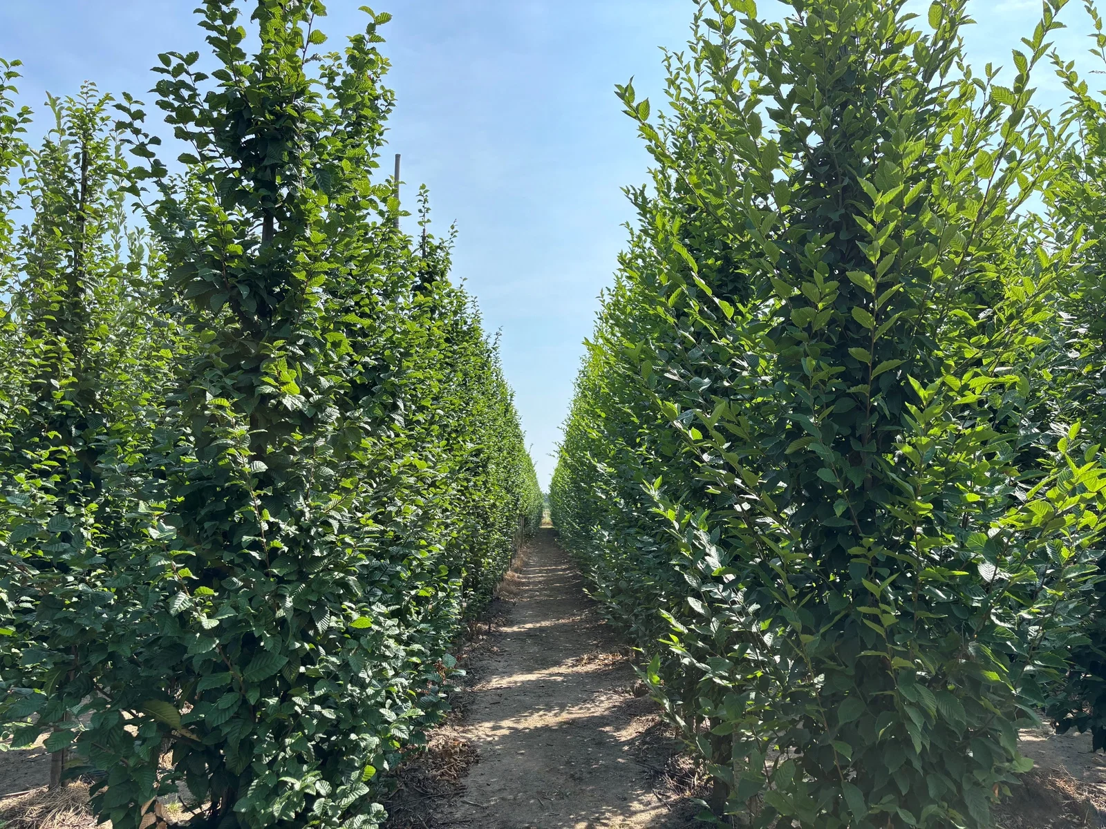 Carpinus Betulus Fastigiata Stammbusch (Säulenhainbuche)-4