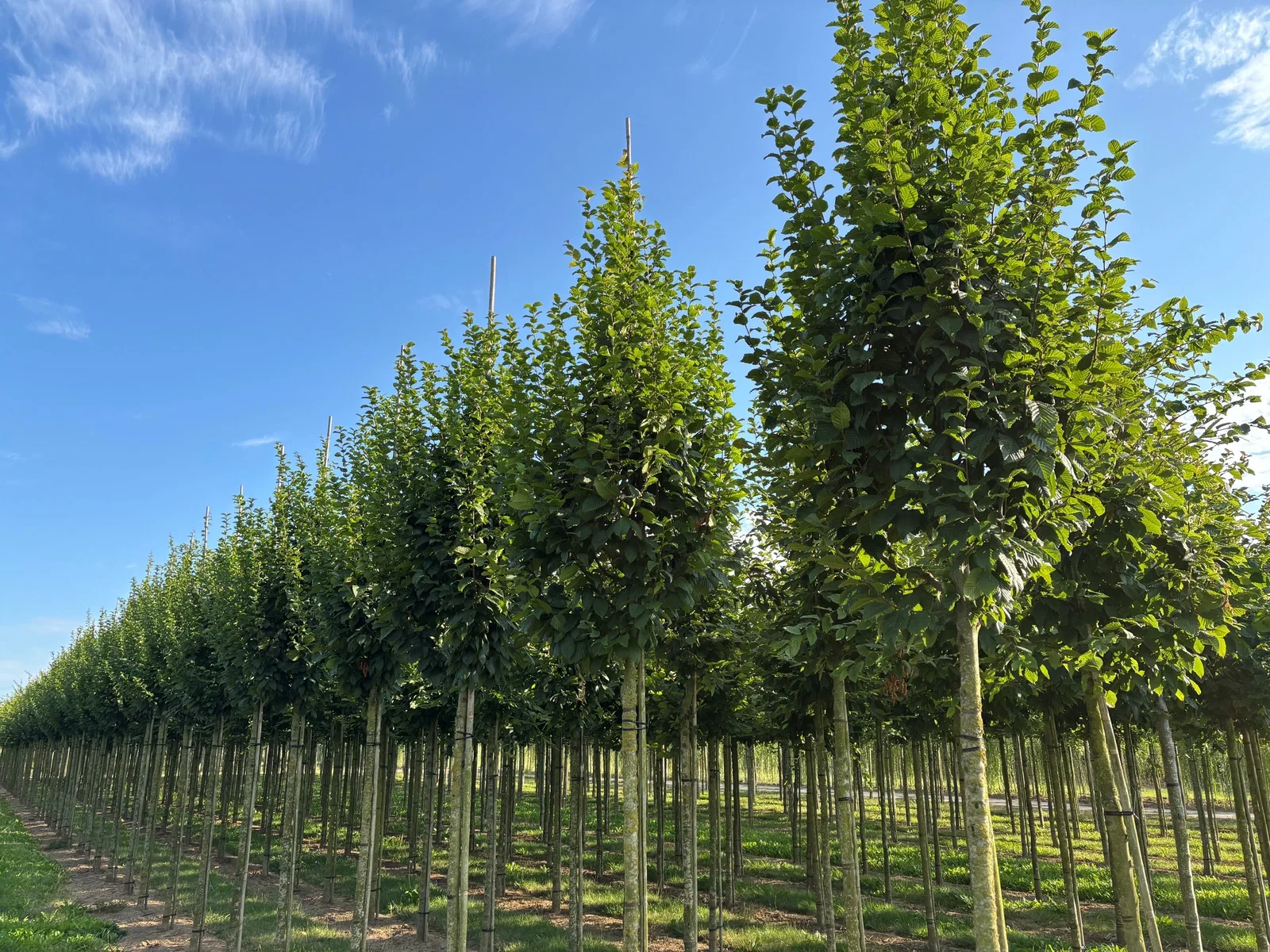Carpinus Betulus Frans Fontaine Hochstamm (Hainbuche)-1