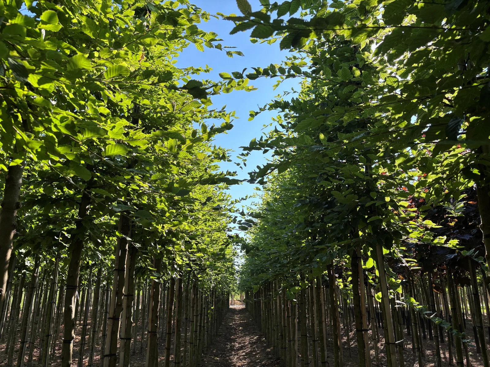 Carpinus Betulus Hochstamm (Hainbuche)-6