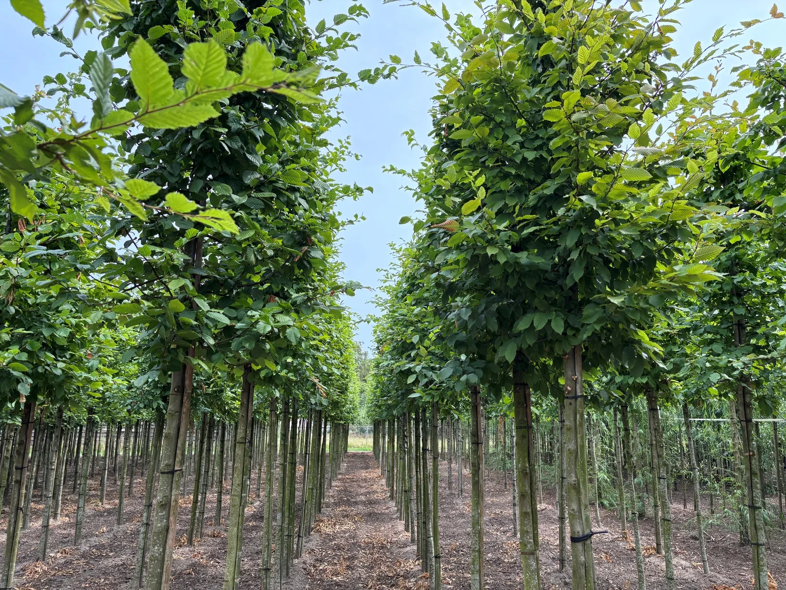 Carpinus Betulus Hochstamm (Hainbuche)-7