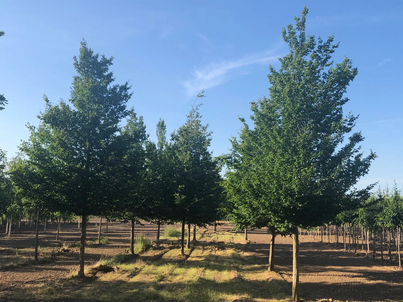 Carpinus Betulus Hochstamm (Hainbuche)-9