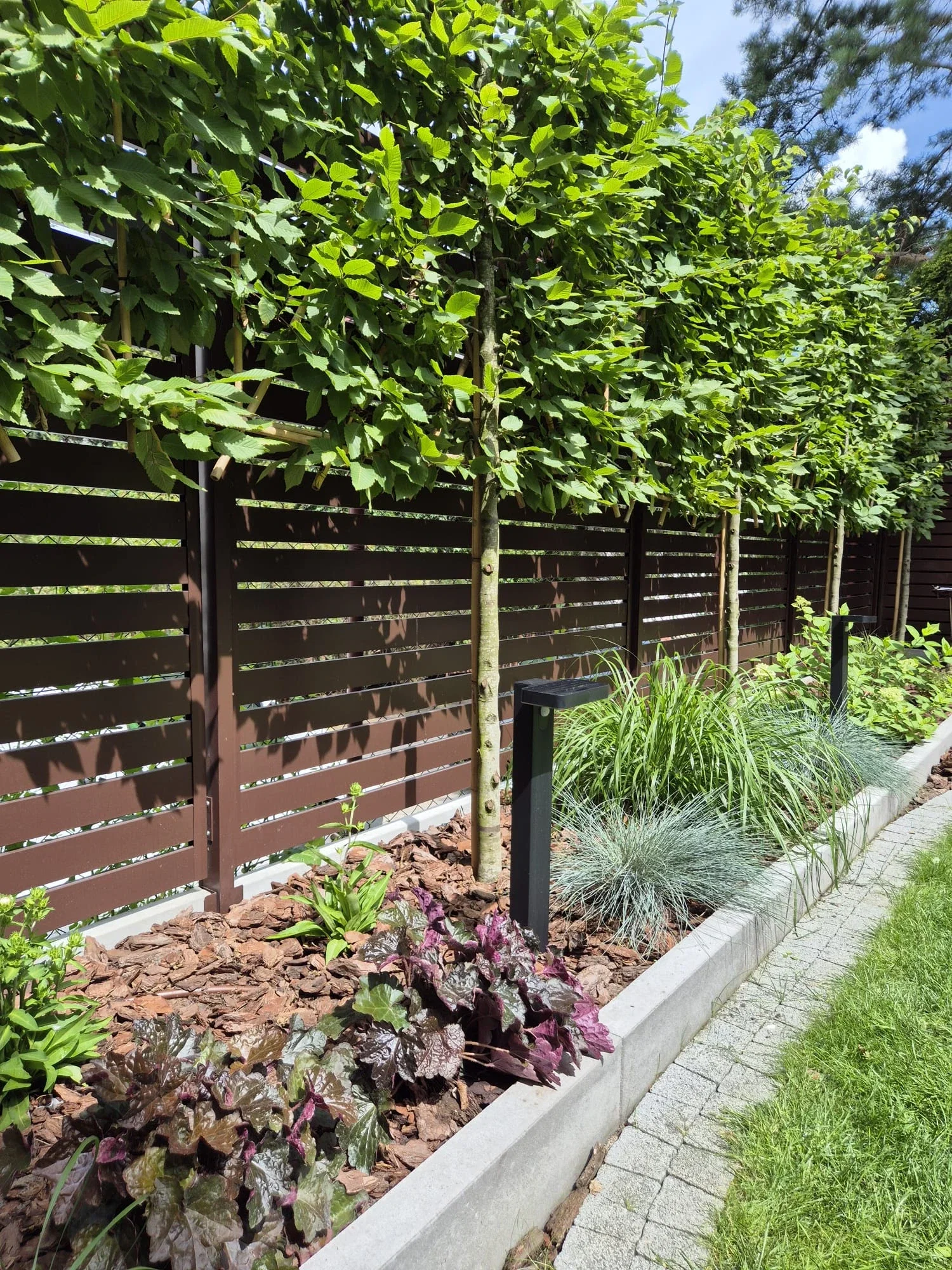 Carpinus Betulus Spalierbaum (Hainbuche)-5