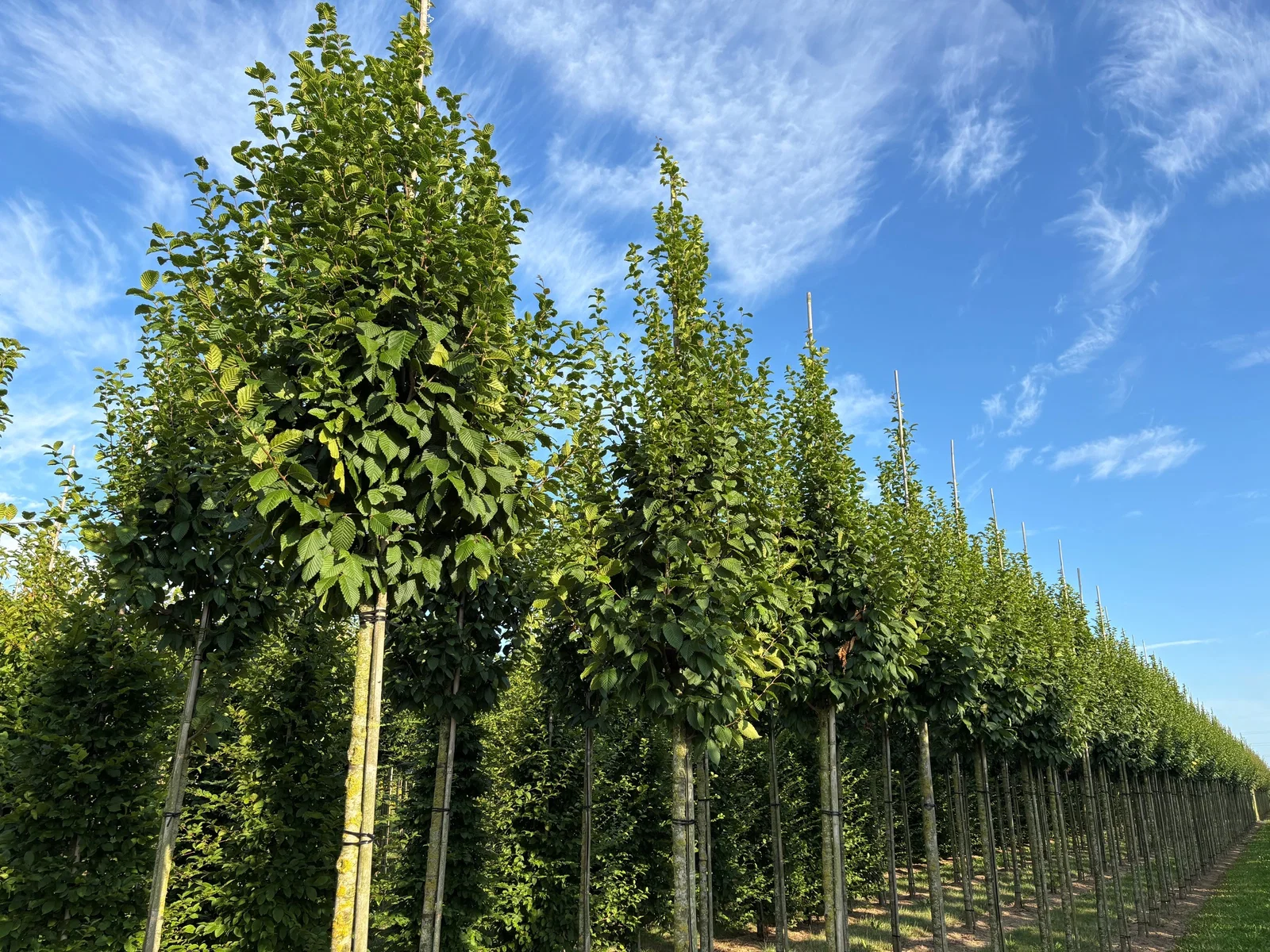 Carpinus Betulus Lucas Hochstamm (Hainbuche)-1