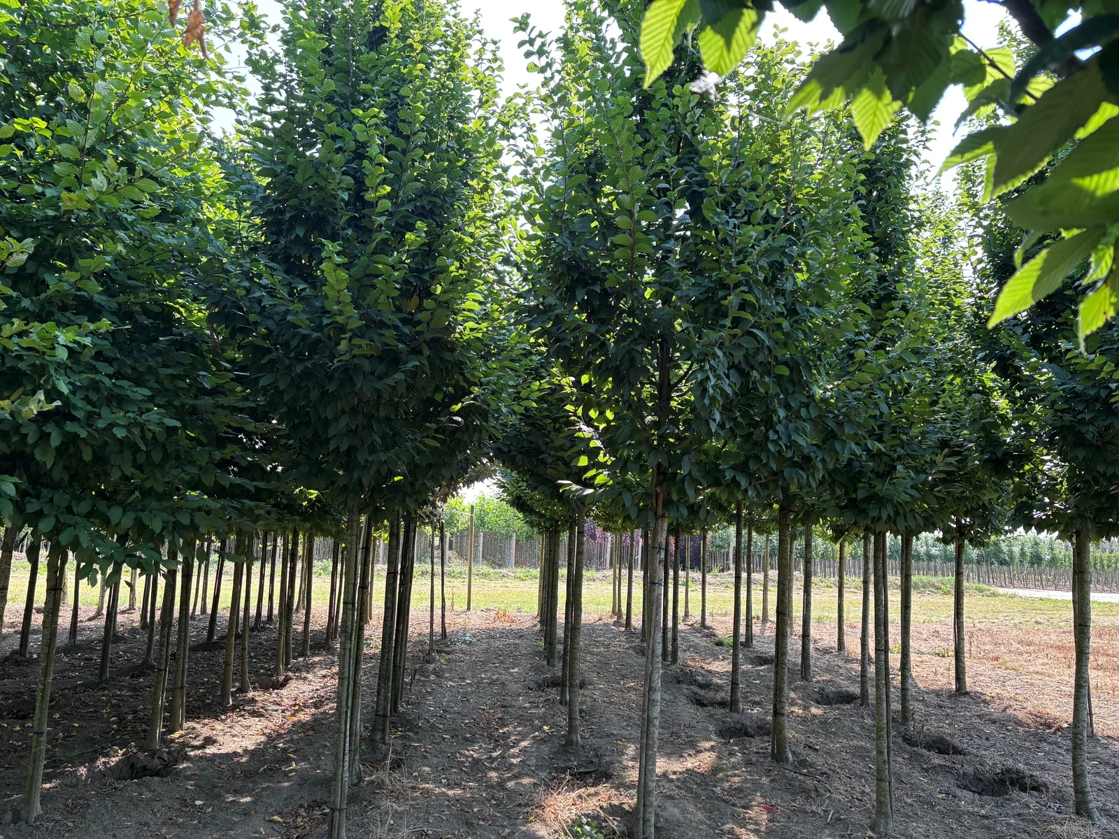 Carpinus Betulus Lucas Hochstamm (Hainbuche)-4