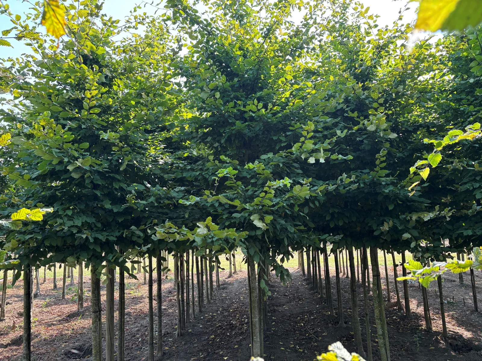 Carpinus Betulus Rockhampton Red (Hainbuche)-3