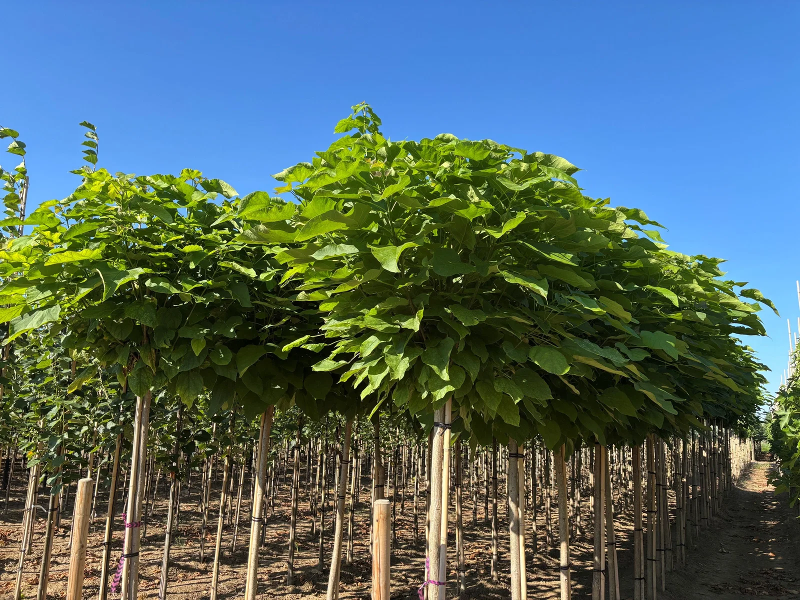 Catalpa Bignonioides Nana (Kugel Trompetenbaum)-2