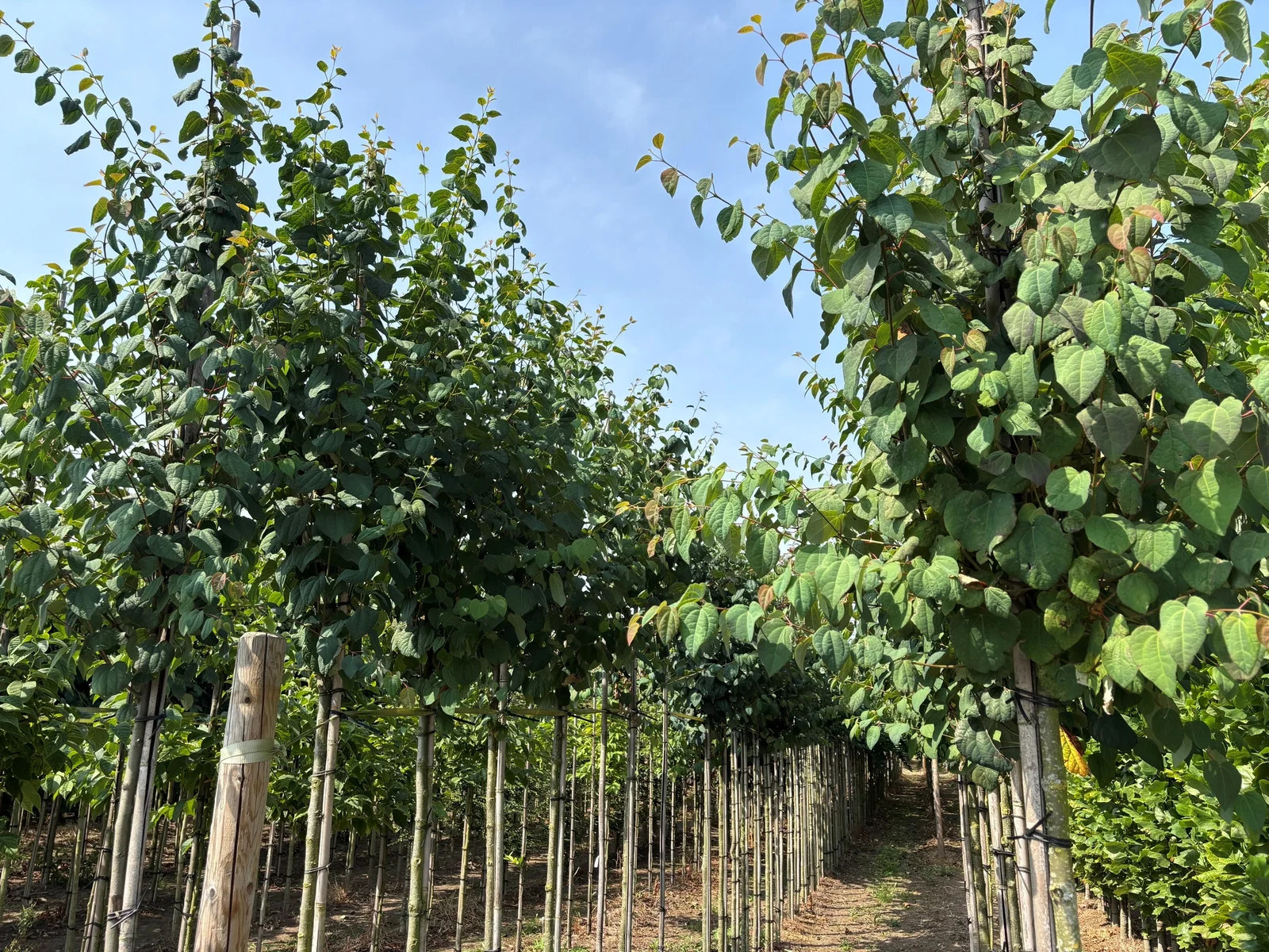 Cercidiphyllum Japonicum (Lebkuchenbaum)-3