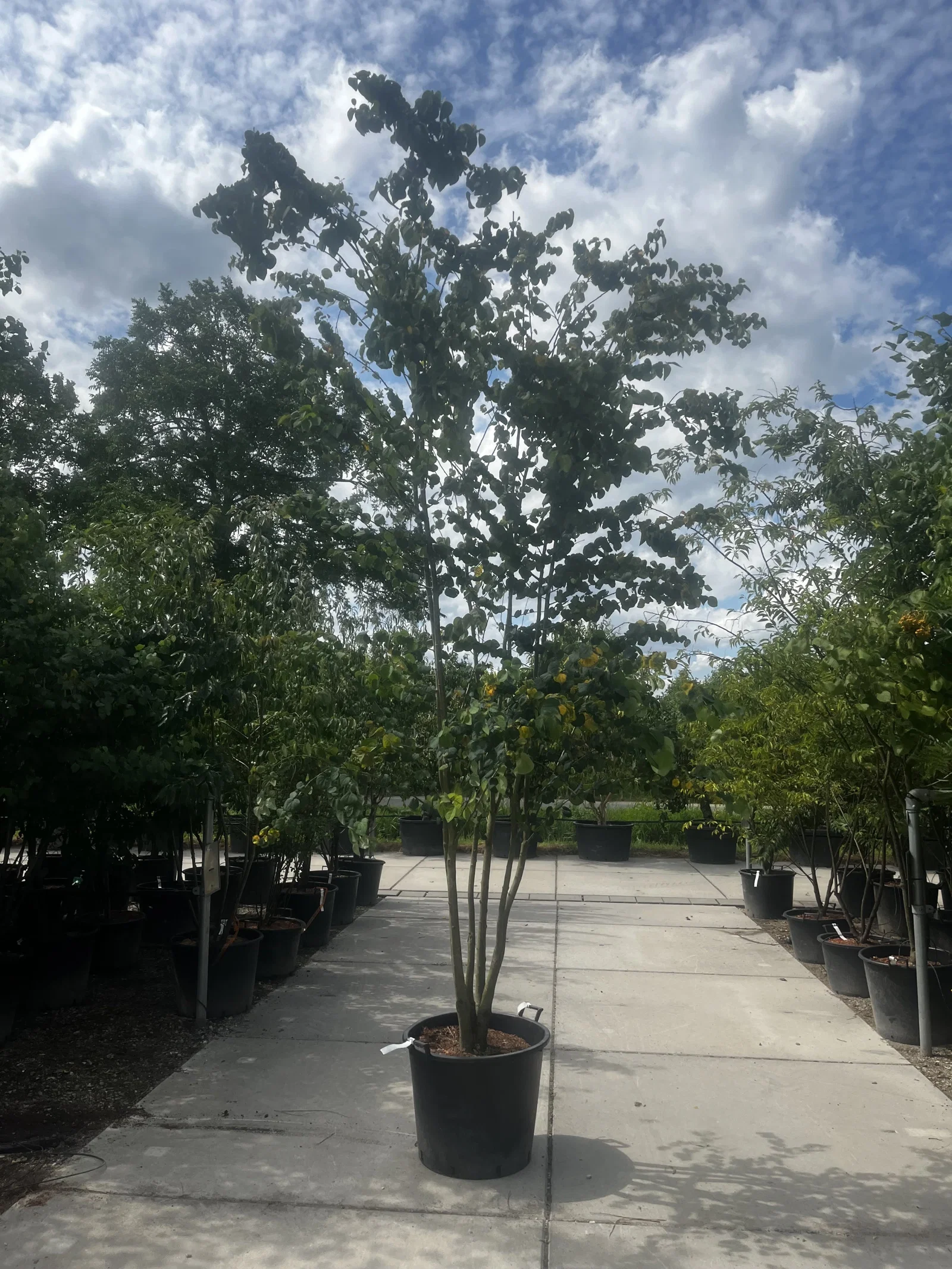 Cercidiphyllum Japonicum Mehrstämmig (Katsurabaum)-3