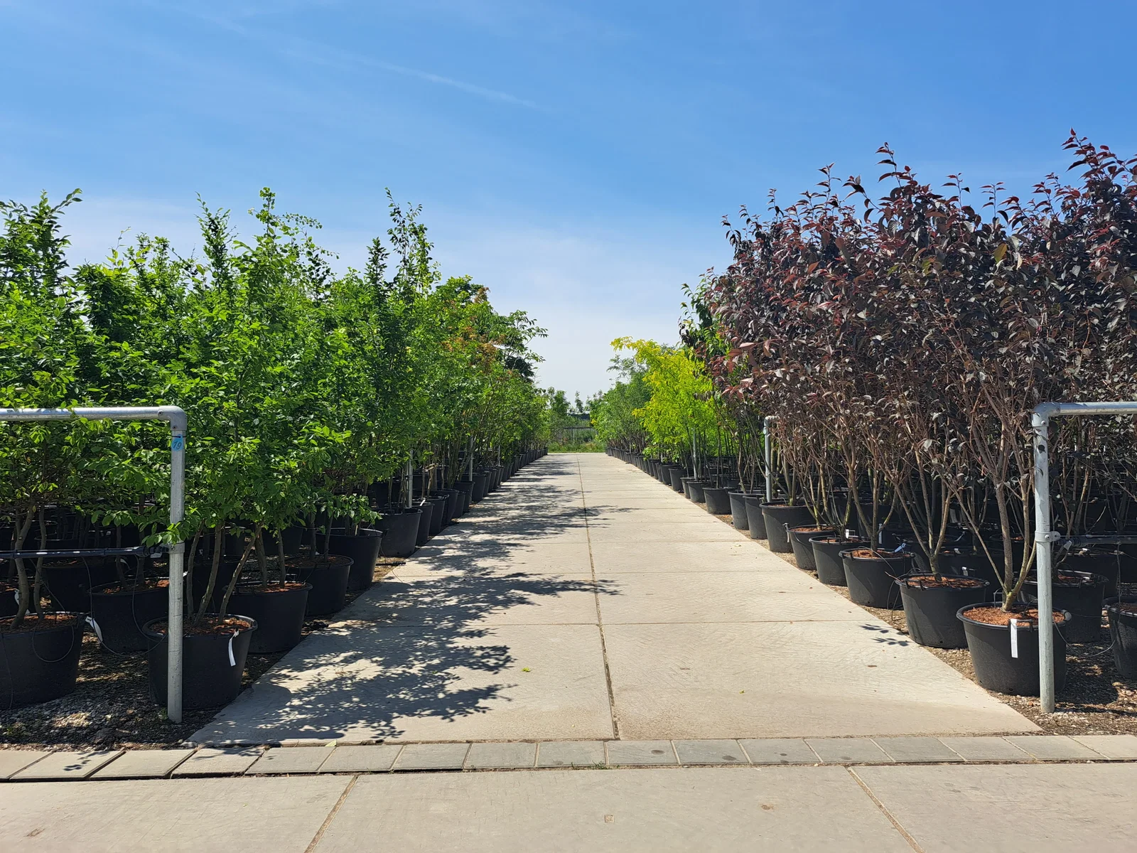 Cercidiphyllum Japonicum Mehrstämmig (Katsurabaum)-8