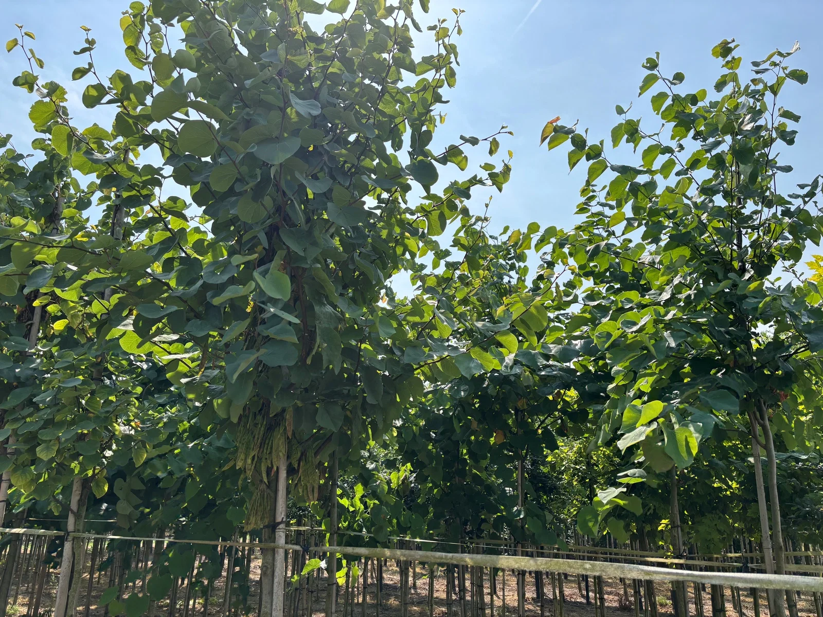 Cercis Siliquastrum (Gewöhnlicher Judasbaum)-4