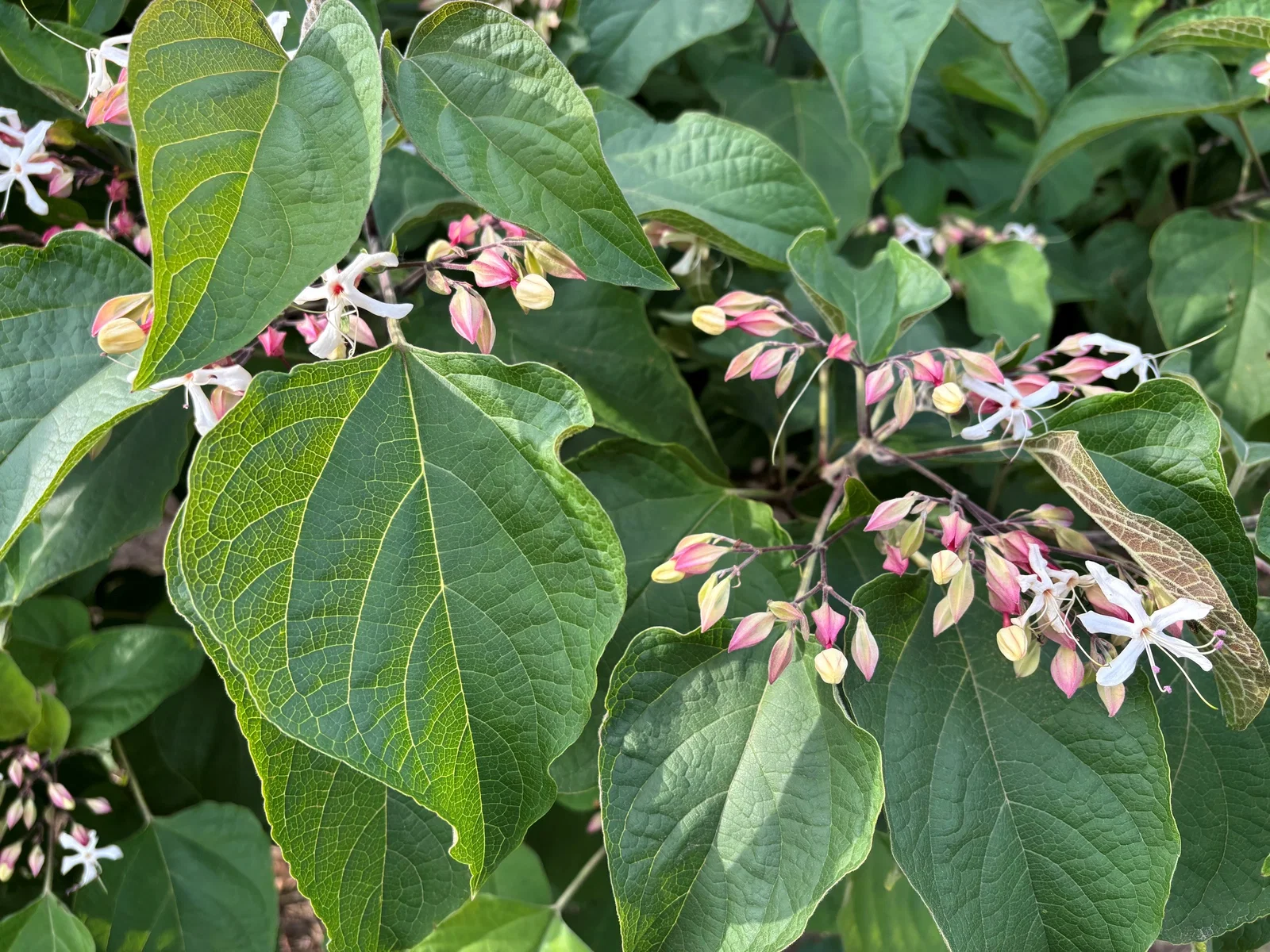 Clerodendrum Trichototum (Chinesischer Losbaum)-3