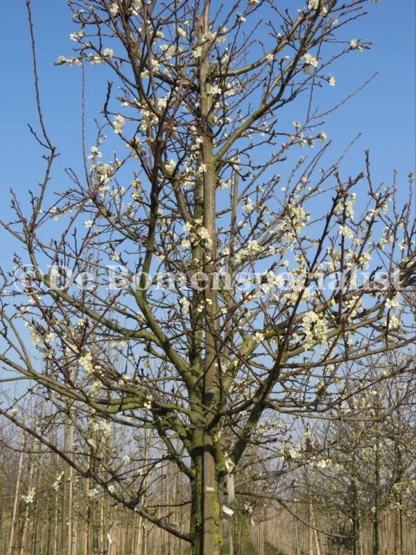 Prunus d. Bleue de Belgique (Pruim)-6