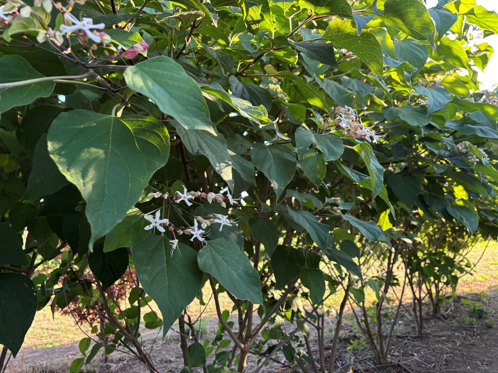 Clerodendrum Trichototum Meerstammig (Kansenboom)-4