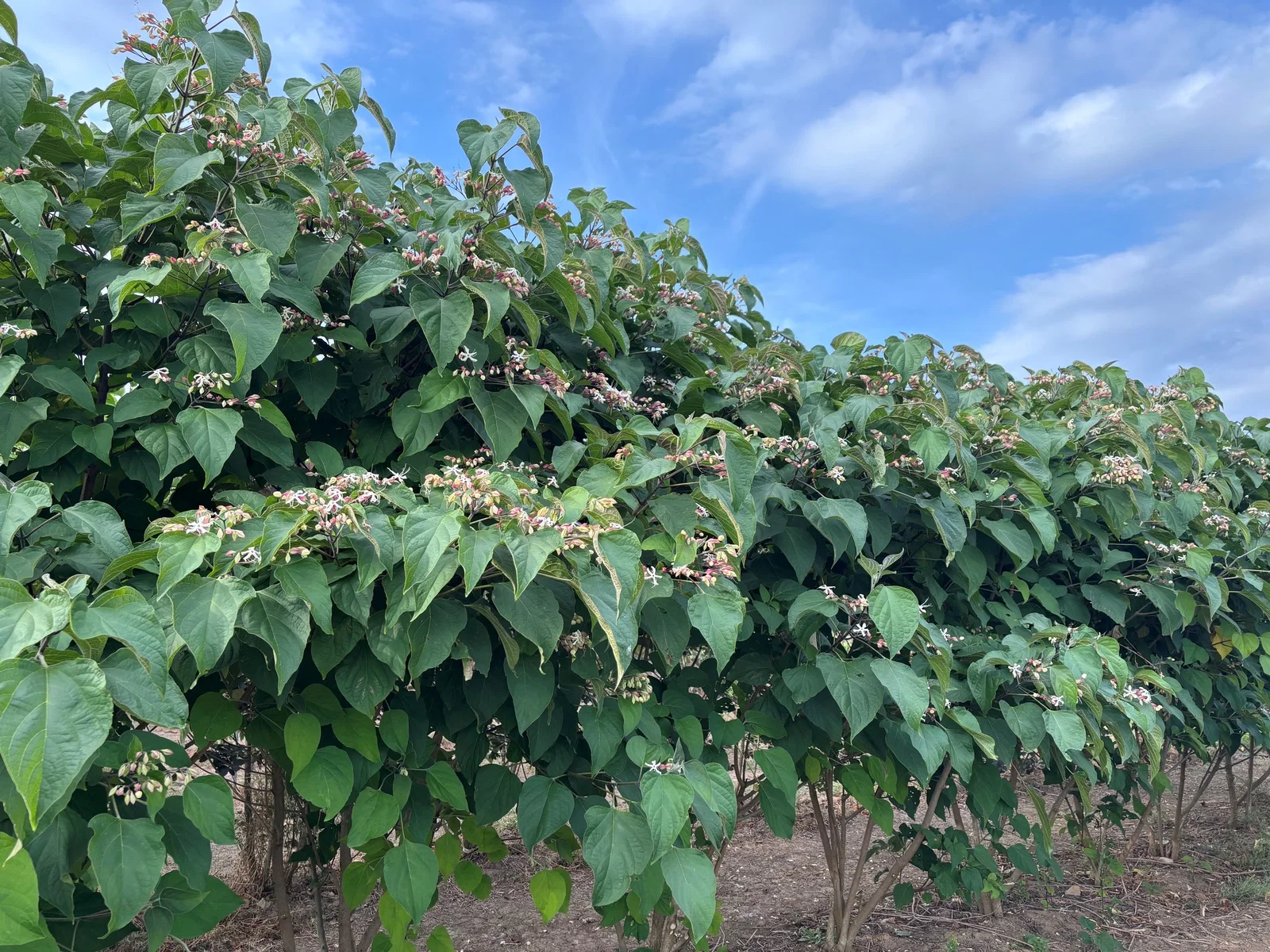 Clerodendrum Trichototum Meerstammig (Kansenboom)-5
