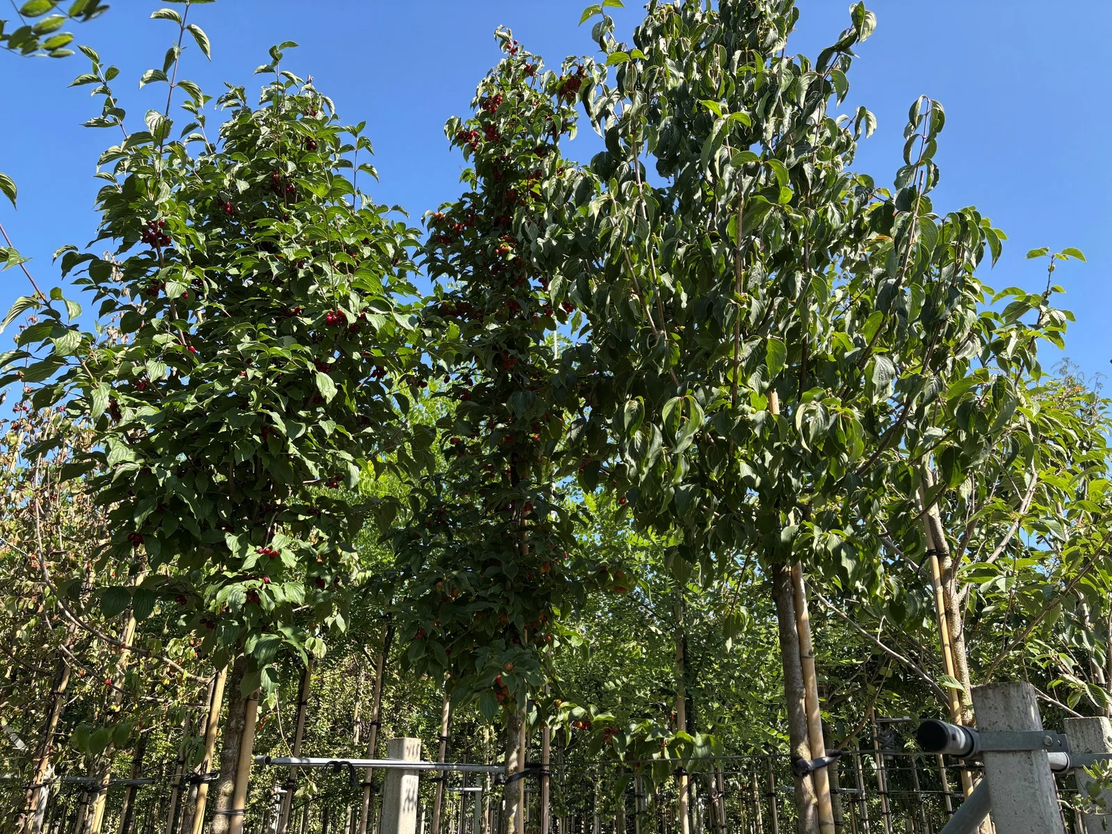 Cornus Mas (Kornelkirsche)-1