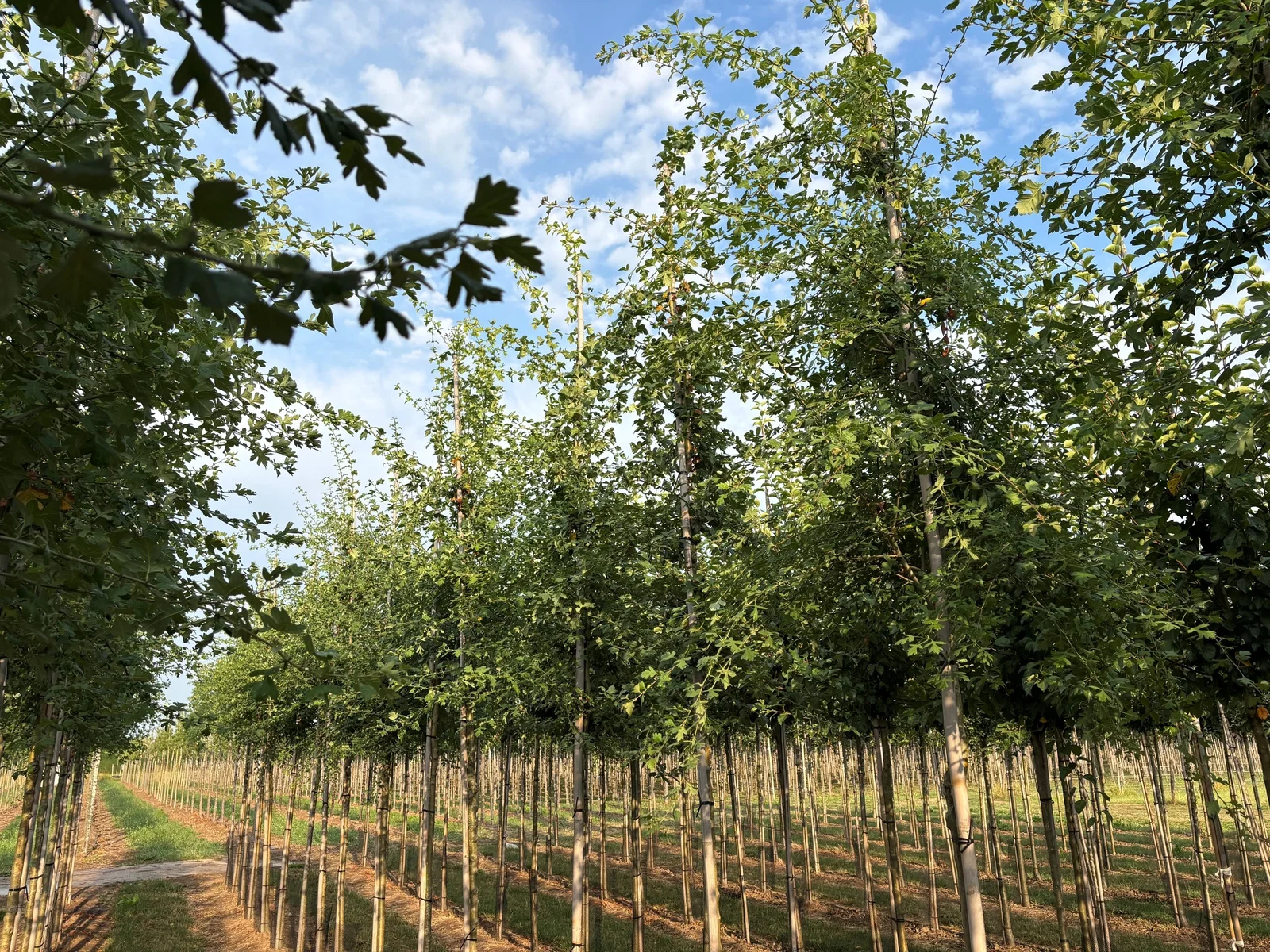 Crataegus Monogyna (Eingriffeliger Weißdorn)-2