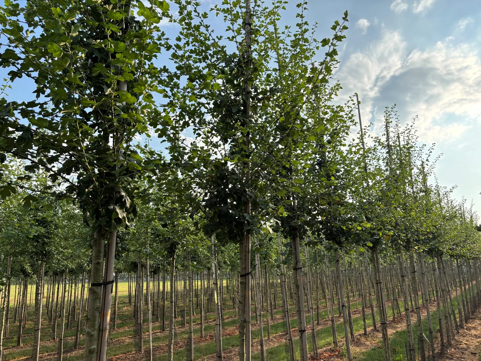Crataegus Monogyna (Eingriffeliger Weißdorn)-3