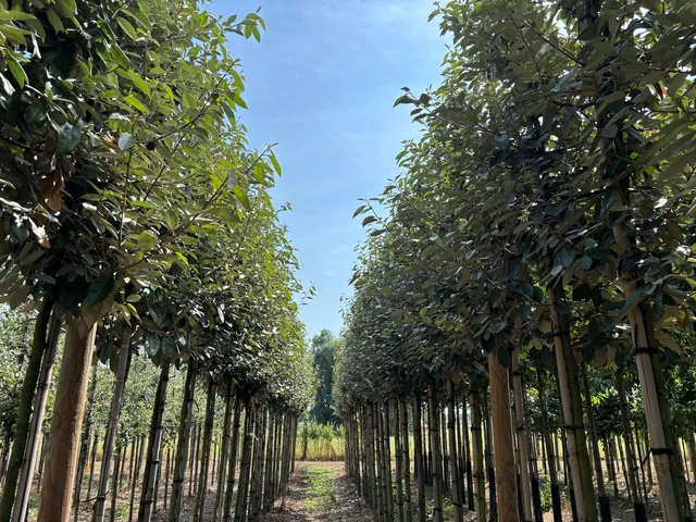Elaeagnus Ebbingei Boom (Olijfwilg) Elaeagnus Ebbingei Boom (Olijfwilg)