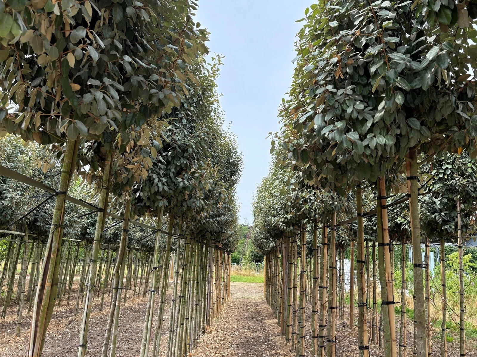 Elaeagnus Ebbingei (Wintergrüne Ölweide)-2