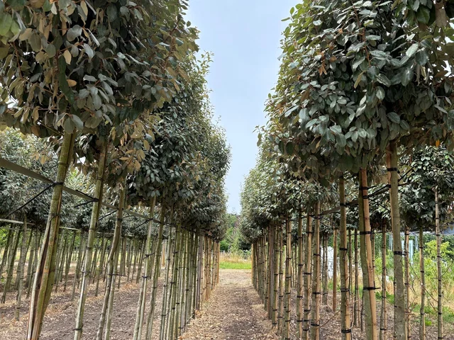 Elaeagnus Ebbingei Boom (Olijfwilg) Elaeagnus Ebbingei Boom (Olijfwilg)