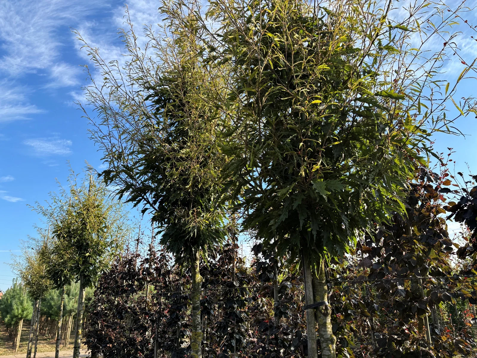 Fagus Sylvatica Asplenifolia (Farnblättrige Rotbuche)-1