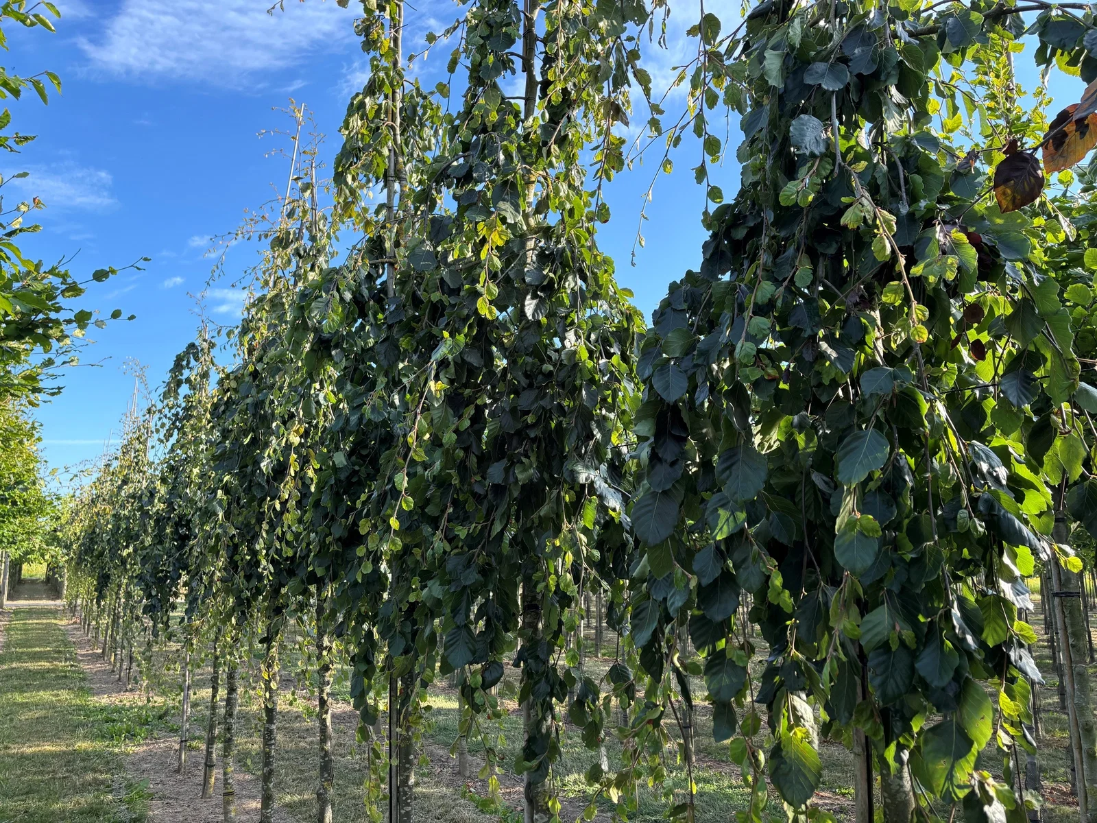 Fagus Sylvatica Pendula (Groene Treurbeuk)-1