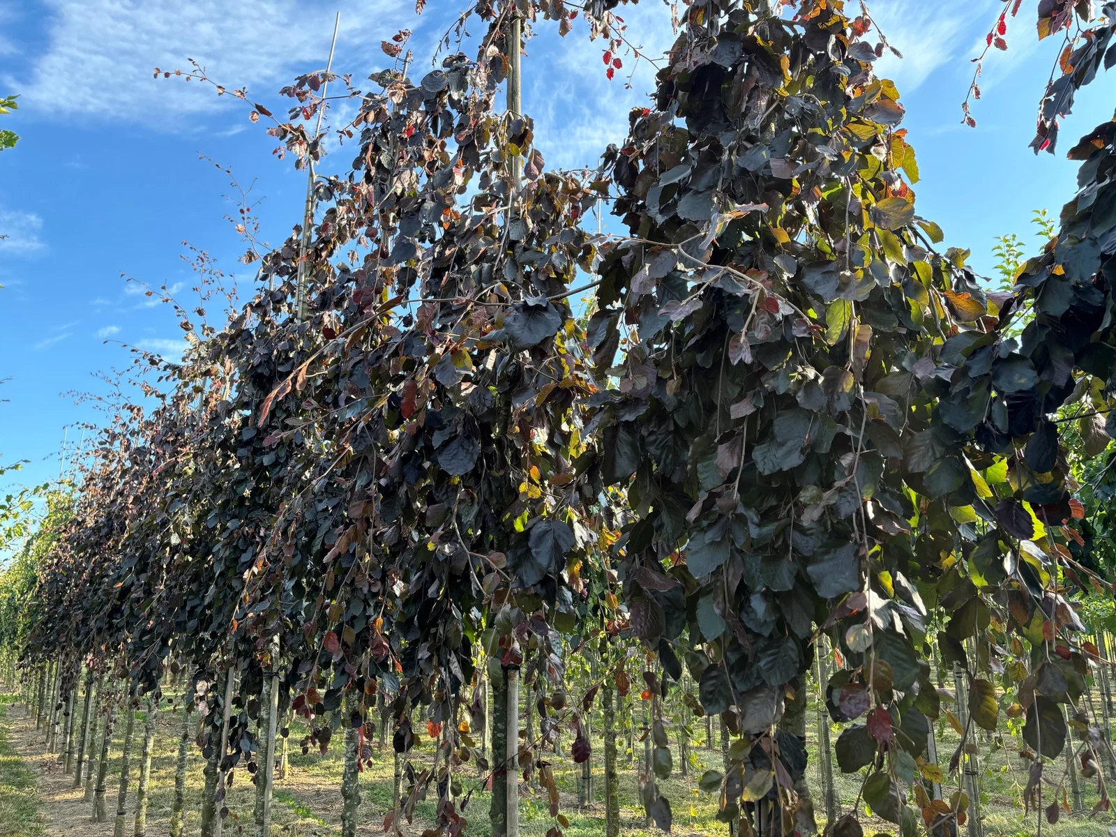 Fagus Sylvatica Purpurea Pendula (Hängebuche)-3