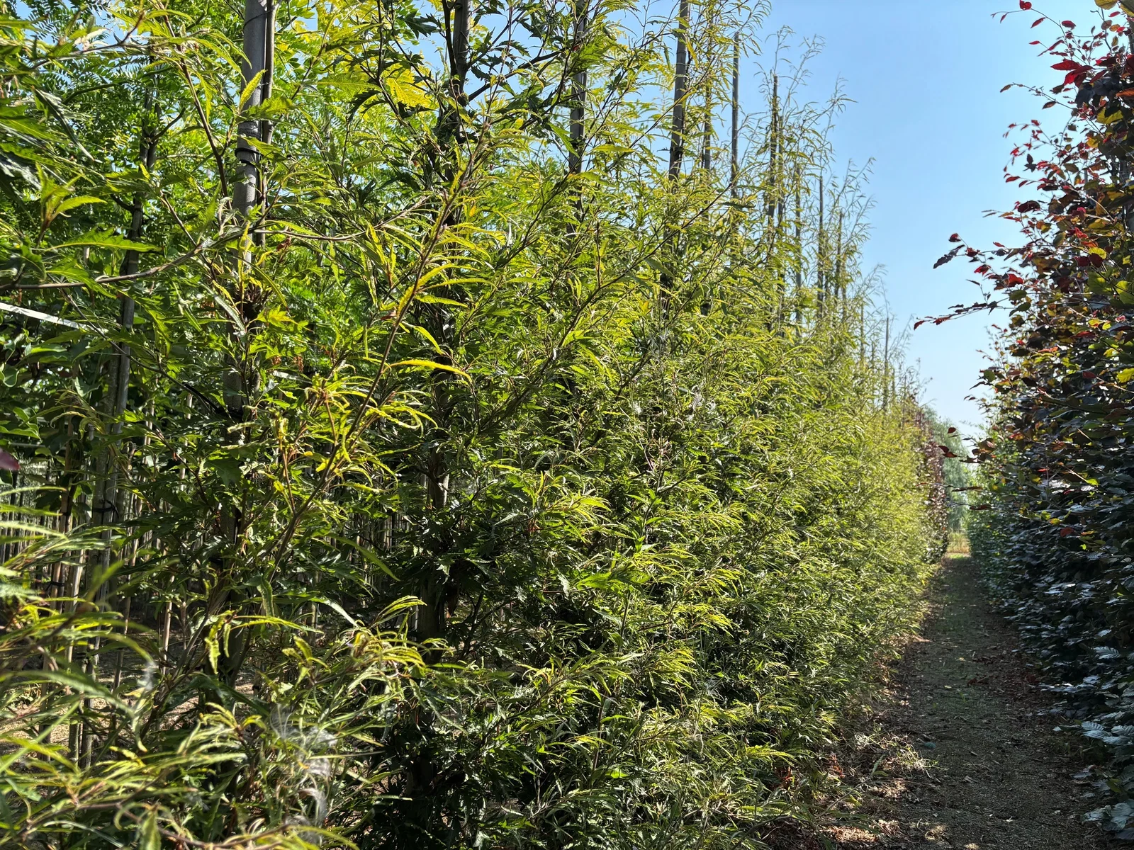 Fagus Sylvatica Asplenifolia (Farnblättrige Rotbuche)-2