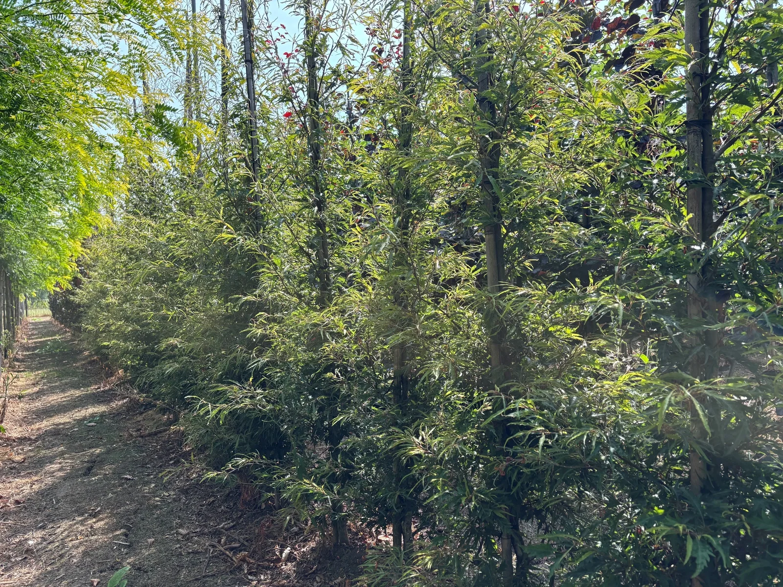 Fagus Sylvatica Asplenifolia (Farnblättrige Rotbuche)-3