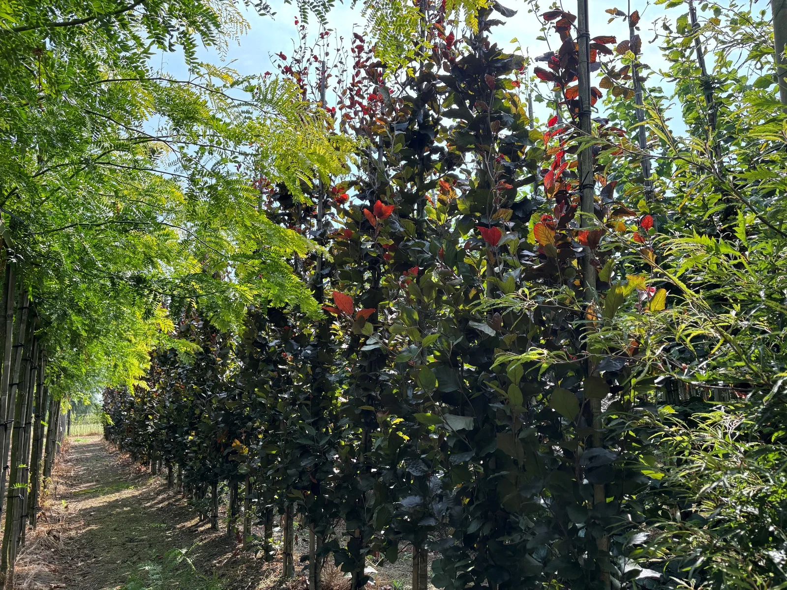 Fagus Sylvatica Atropunicea (Säulenbuche)-3