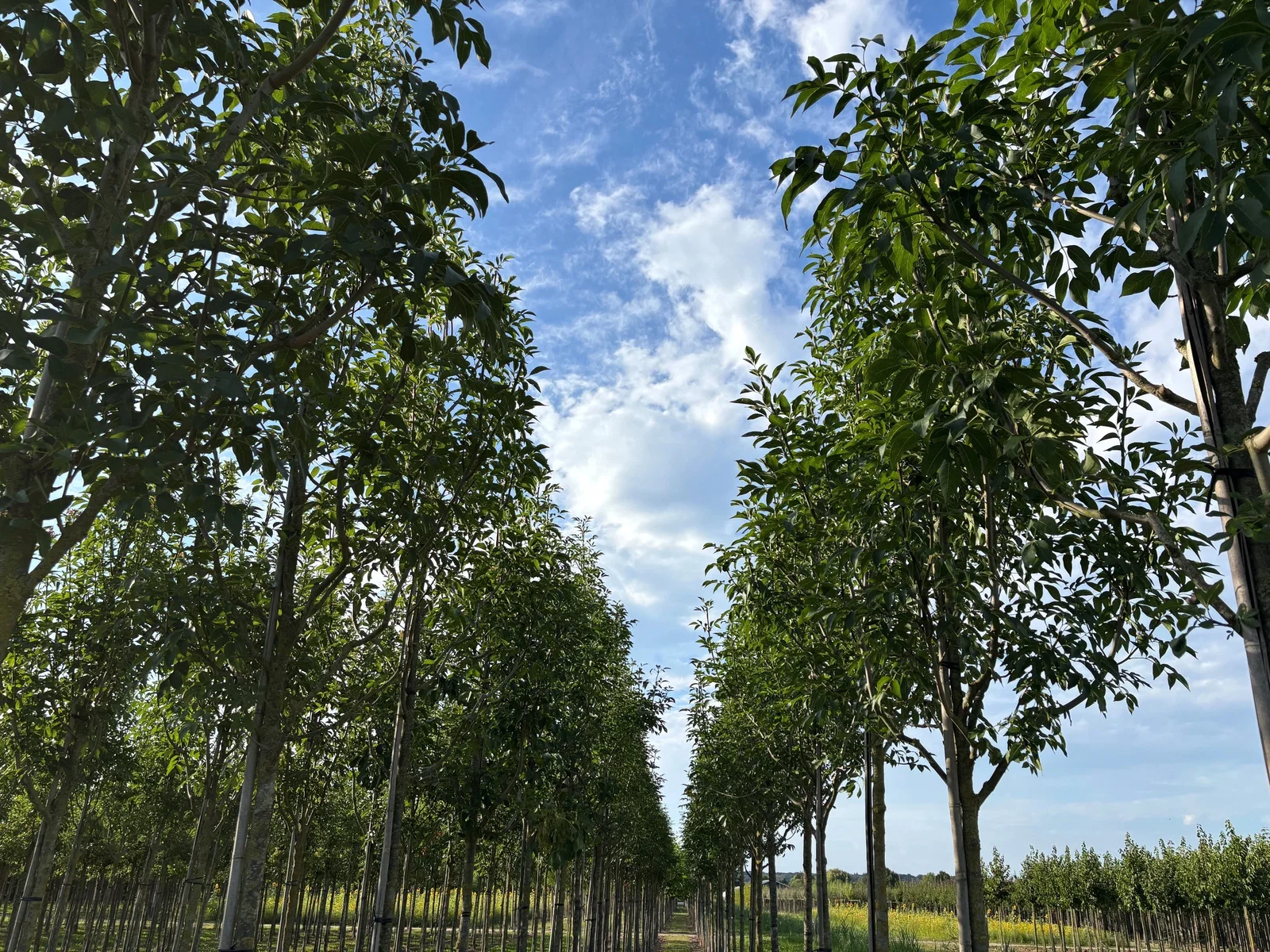 Fraxinus Ornus (Blumenesche / Mannaesche)-1