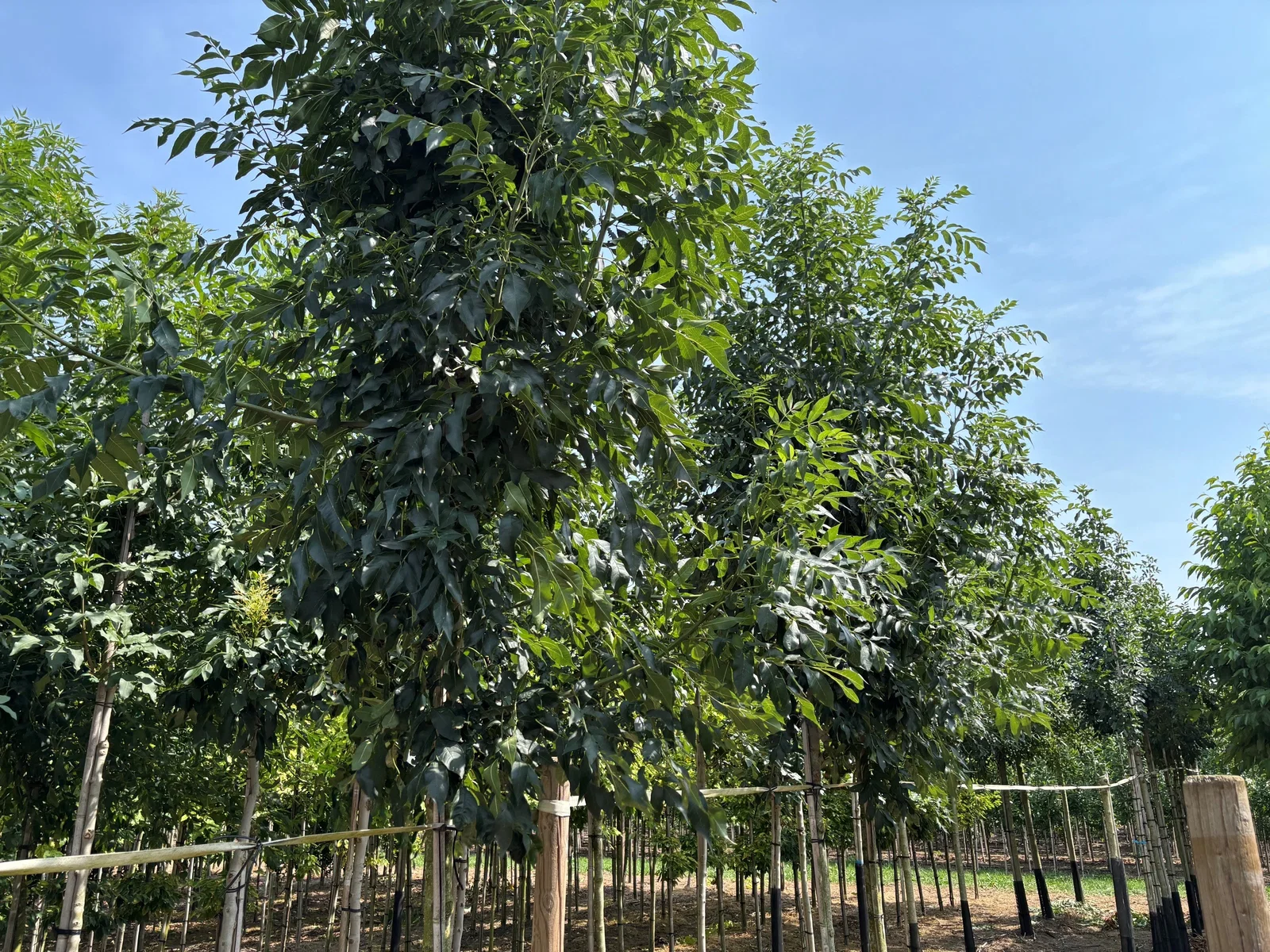 Fraxinus Ornus (Blumenesche / Mannaesche)-2